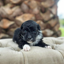 Load image into Gallery viewer, BUSTER - Male Mini American Doodle (Aussie Doodle) - Ready 27th April