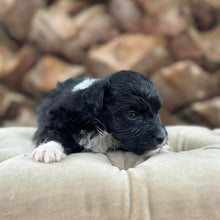 Load image into Gallery viewer, BUSTER - Male Mini American Doodle (Aussie Doodle) - Ready 27th April