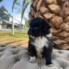 Load image into Gallery viewer, BUSTER - Male Mini American Doodle (Aussie Doodle) - Ready 27th April