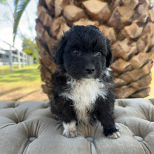 Load image into Gallery viewer, BUSTER - Male Mini American Doodle (Aussie Doodle) - Ready 27th April