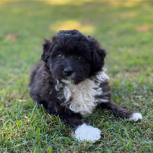 Load image into Gallery viewer, BUSTER - Male Mini American Doodle (Aussie Doodle) - Ready 27th April