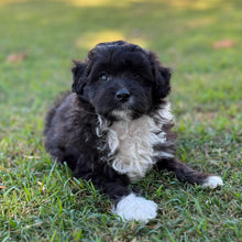 Load image into Gallery viewer, BUSTER - Male Mini American Doodle (Aussie Doodle) - Ready 27th April