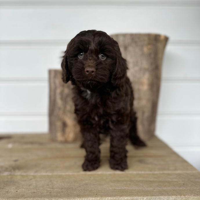 BUTTERCUP - Female Toy Spoodle - Ready 26th April