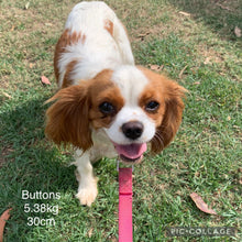 Load image into Gallery viewer, BISCUIT - Female Toy Cavoodle - Ready 19th Sept
