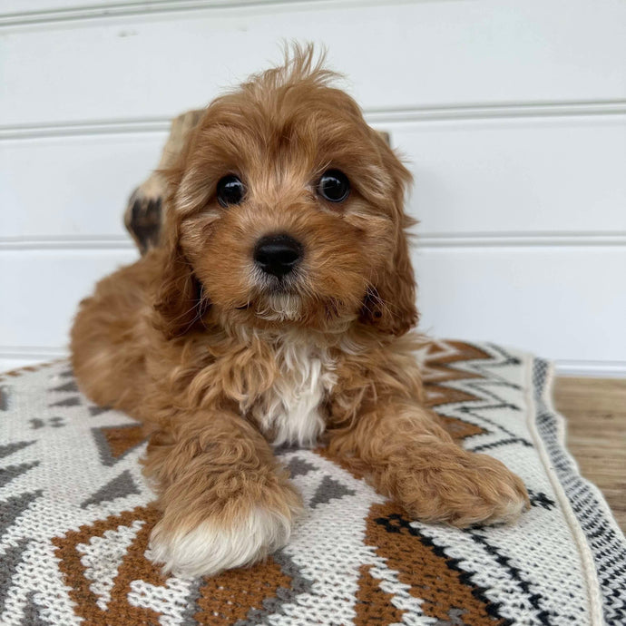 ARLO - Male Toy Cavoodle - Ready 17 Dec