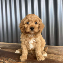Load image into Gallery viewer, CADBURY - Male Toy Cavoodle - Ready 20 Oct