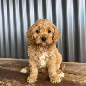 CADBURY - Male Toy Cavoodle - Ready 20 Oct