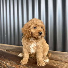Load image into Gallery viewer, CADBURY - Male Toy Cavoodle - Ready 20 Oct