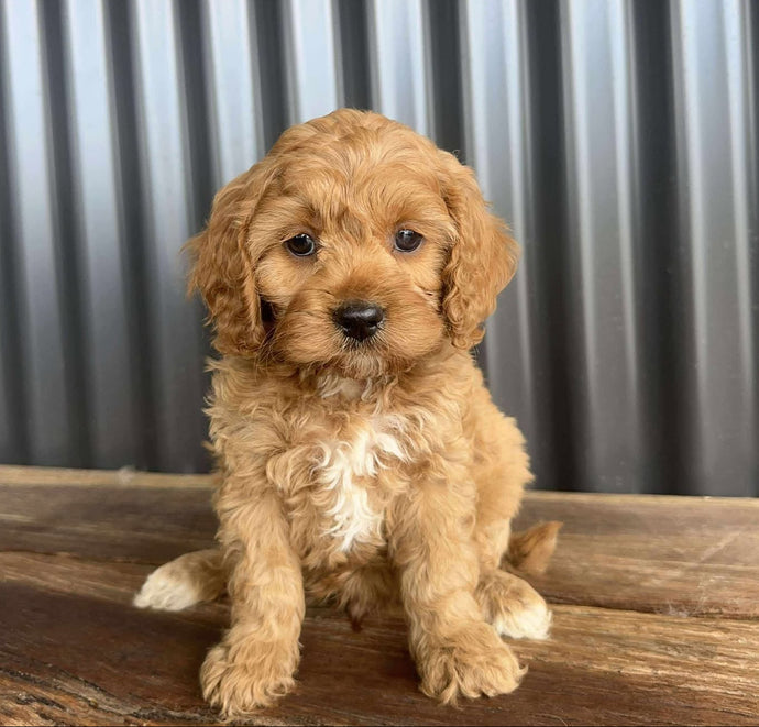 CADBURY - Male Toy Cavoodle - Ready 20 Oct