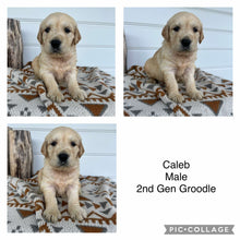 Load image into Gallery viewer, CALEB - Male 2nd Gen Standard Groodle - Ready 10 Feb