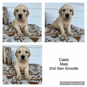 CALEB - Male 2nd Gen Standard Groodle - Ready 10 Feb