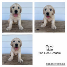 Load image into Gallery viewer, CALEB - Male 2nd Gen Standard Groodle - Ready 10 Feb