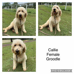 CALLIE - Female Standard Groodle - Adult Rehomer - Available Now