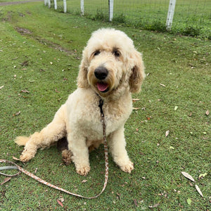 CALLIE - Female Standard Groodle - Adult Rehomer - Available Now