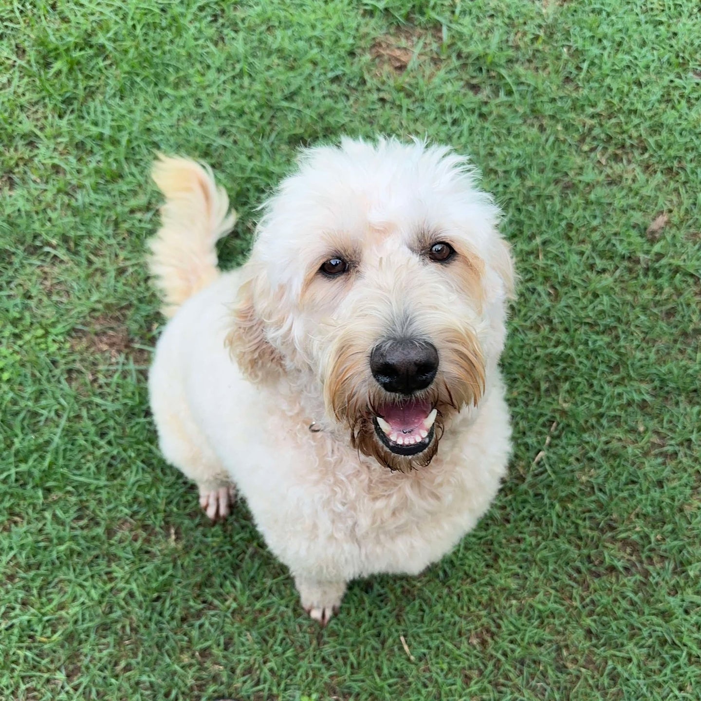 CALLIE - Female Standard Groodle - Adult Rehomer - Available Now
