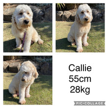 Load image into Gallery viewer, CALEB - Male 2nd Gen Standard Groodle - Ready 10 Feb