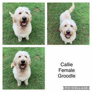 CALLIE - Female Standard Groodle - Adult Rehomer - Available Now