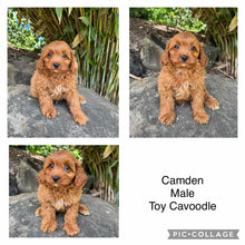 Load image into Gallery viewer, CAMDEN - Male Toy Cavoodle - Ready Now