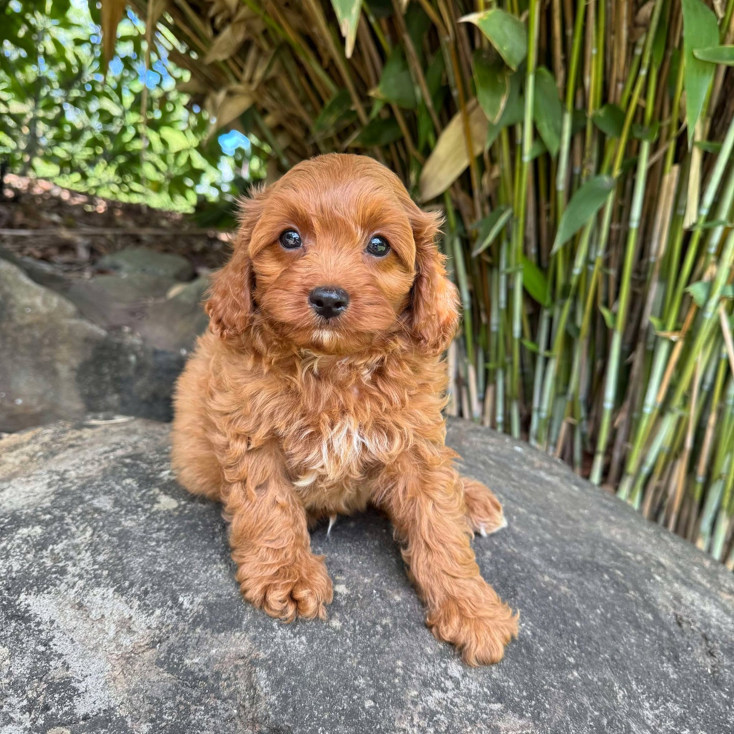 CAMDEN - Male Toy Cavoodle - Ready Now