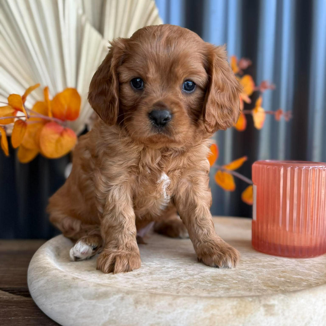 CAP - Male Cavalier - Ready 13th Nov