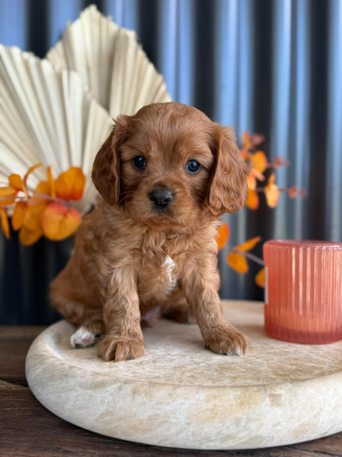 CAP - Male Cavalier - Ready 13th Nov