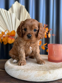 CAP - Male Cavalier - Ready 13th Nov