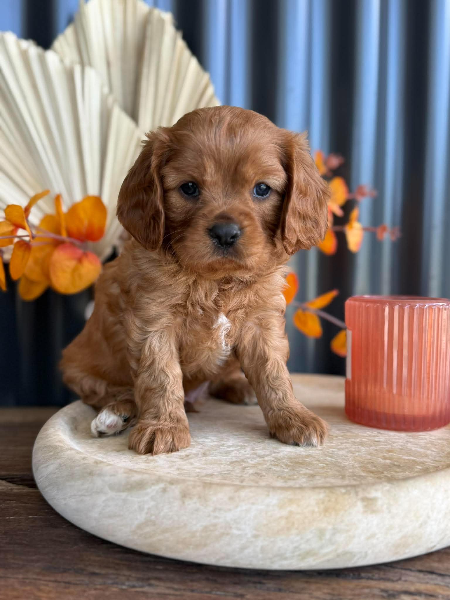 CAP - Male Cavalier - Ready 13th Nov