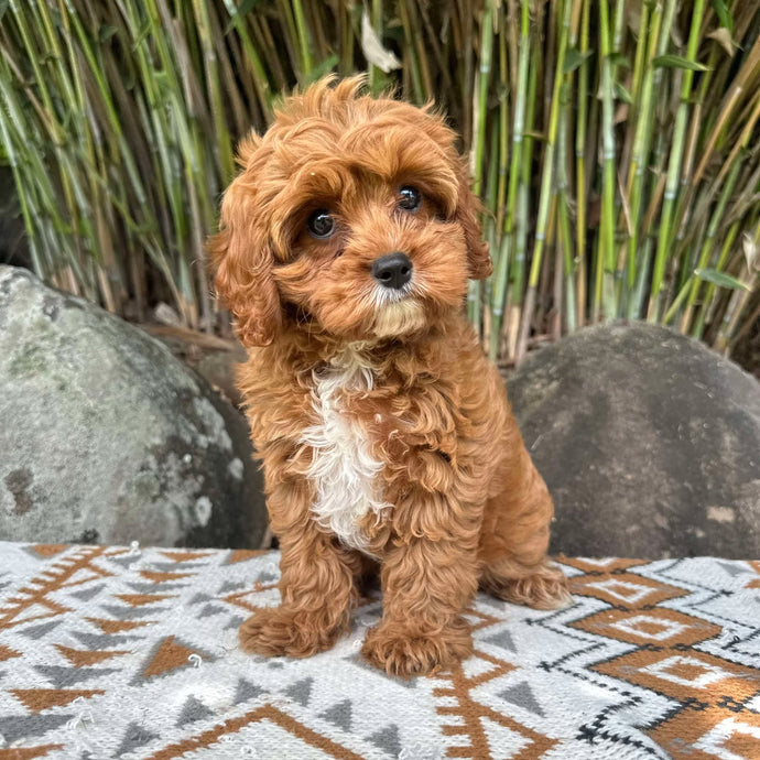 CARTER - Male Toy Cavoodle - Ready Now