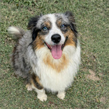 Load image into Gallery viewer, BUSTER - Male Mini American Doodle (Aussie Doodle) - Ready 27th April