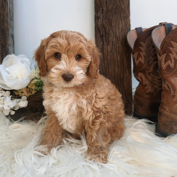 Spoodles – Diamond Valley Kennels
