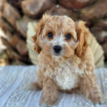 Load image into Gallery viewer, CHARLIE - Male Toy Cavoodle - Ready Now
