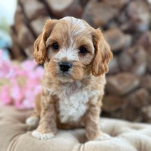 Load image into Gallery viewer, CHARLIE - Male Toy Cavoodle - Ready Now
