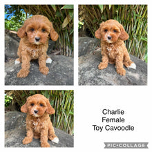 Load image into Gallery viewer, CHARLIE - Female Toy Cavoodle - Ready Now