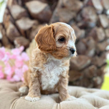 Load image into Gallery viewer, CHARLIE - Male Toy Cavoodle - Ready Now