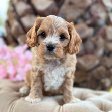 Load image into Gallery viewer, CHARLIE - Male Toy Cavoodle - Ready Now