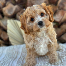 Load image into Gallery viewer, CHARLIE - Male Toy Cavoodle - Ready Now
