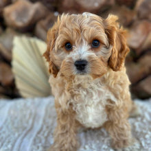 Load image into Gallery viewer, CHARLIE - Male Toy Cavoodle - Ready Now