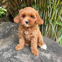 Load image into Gallery viewer, CHARLIE - Female Toy Cavoodle - Ready Now