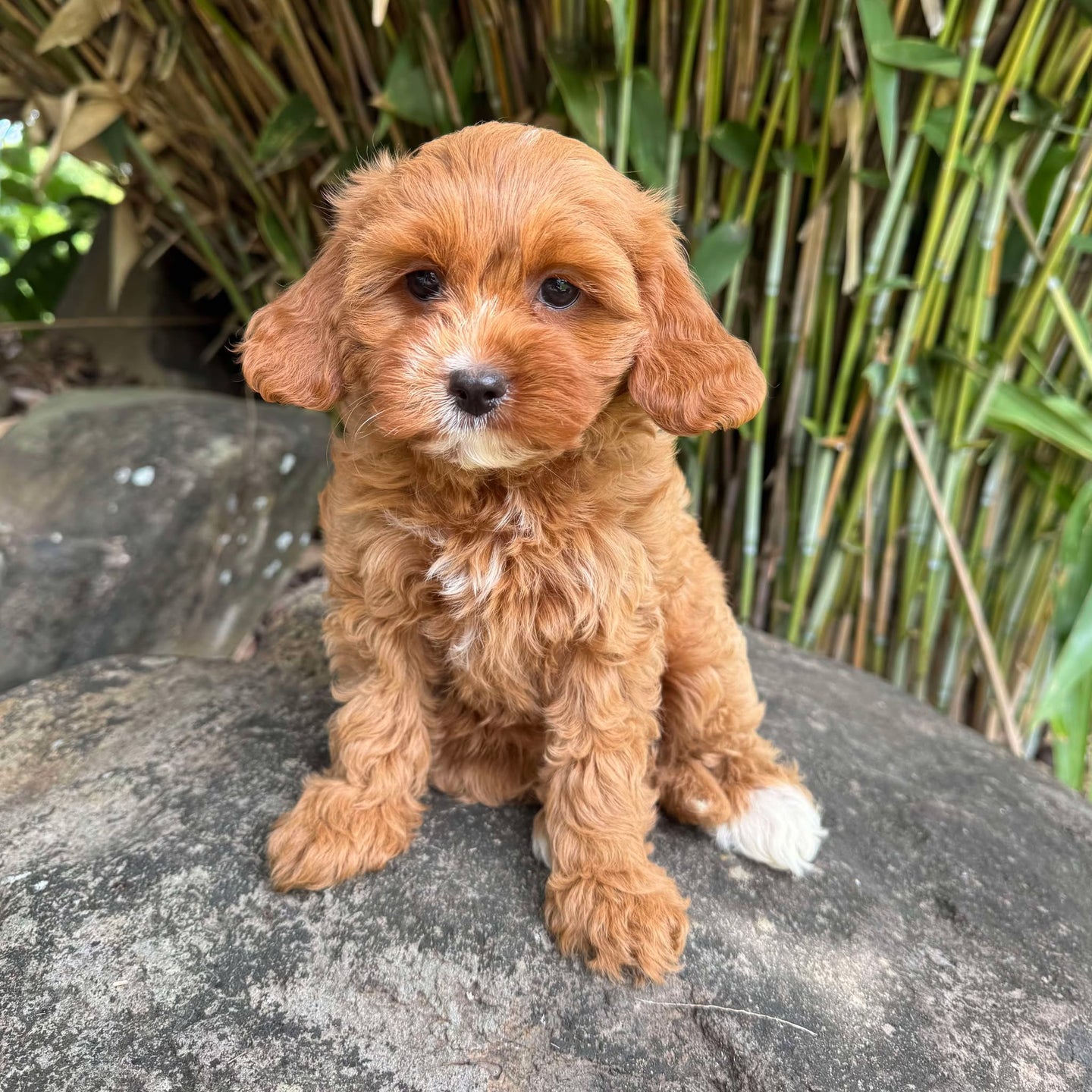 CHARLIE - Female Toy Cavoodle - Ready Now