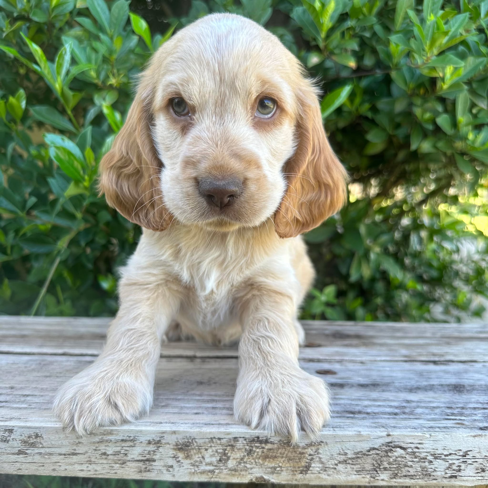 Lemon And White English Cocker Spaniel Springer Spaniel Puppies