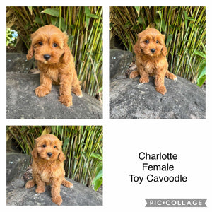 CHARLOTTE - Female Toy Cavoodle - Ready Now