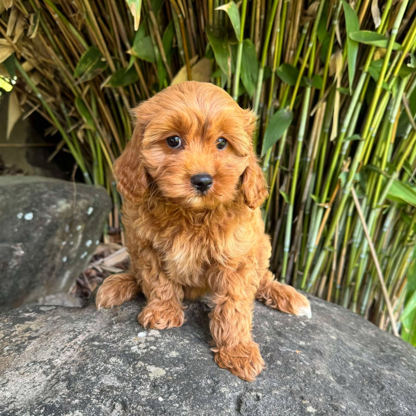 CHARLOTTE - Female Toy Cavoodle - Ready Now