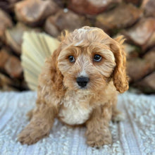 Load image into Gallery viewer, CHASE - Male Toy Cavoodle - Ready Now