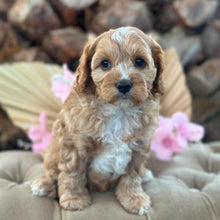 Load image into Gallery viewer, CHASE - Male Toy Cavoodle - Ready Now