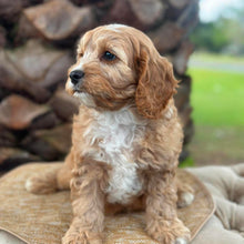 Load image into Gallery viewer, CHASE - Male Toy Cavoodle - Ready Now