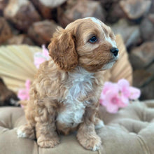 Load image into Gallery viewer, CHASE - Male Toy Cavoodle - Ready Now