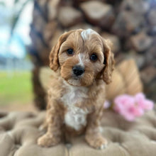 Load image into Gallery viewer, CHASE - Male Toy Cavoodle - Ready Now