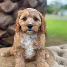Load image into Gallery viewer, CHASE - Male Toy Cavoodle - Ready Now