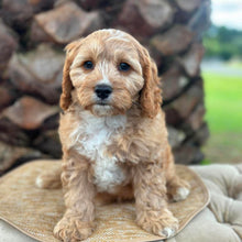 Load image into Gallery viewer, CHASE - Male Toy Cavoodle - Ready Now