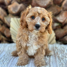 Load image into Gallery viewer, CHASE - Male Toy Cavoodle - Ready Now